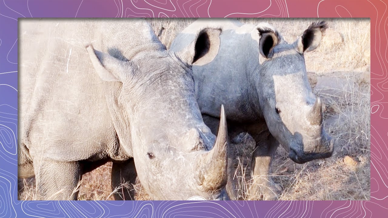 wildlife conservation society wcs White Rhino Charges Truck on Safari (Wildlife and Nature 2018)