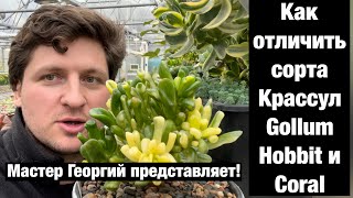 Отличительные признаки Crassula Gollum, Hobbit, Coral, Legolas, Gimli и Red Horn друг от друга