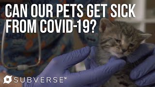 Can Our Pets Get Sick From Covid-19? Subverse