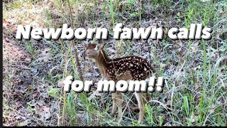 Newborn Fawn