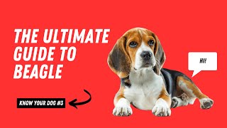 Beagles 101: Everything You Need to Know About This Charming Breed | Know Your Dog Series