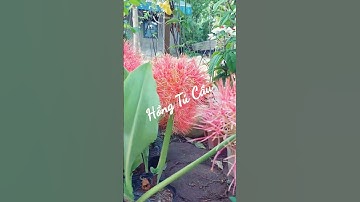 Hồng tú cầu, loài hoa ngày càng được nhiều người ưa chuộng bởi chúng mang vẻ đẹp quyến rũ, biểu