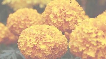 TẾT TÂN SỬU 2021