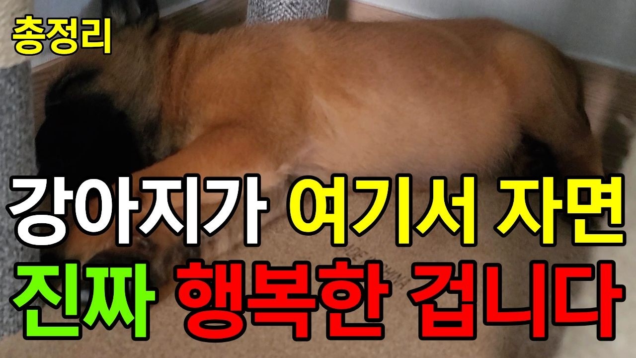행복한 강아지는 여기서 잡니다 | 잠자는 위치별 숨겨진 의미와 심리