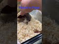 Hamster 🐹 family | #hamsterbabys #cuteanimal #cutepet