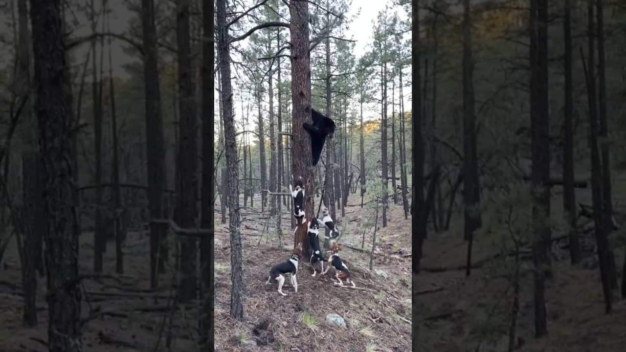 Are Bears Afraid Of Barking Dogs shorts youtubeshorts animals dog Are Bears Afraid Of Barking Dogs shorts youtubeshorts animals dog