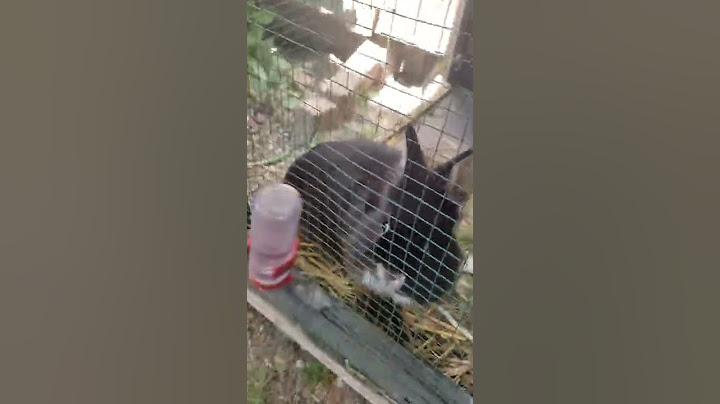 Novi ljubimci na selu🐰🐦