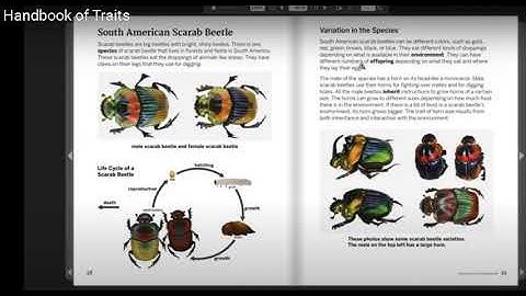 South American Scarab Beetle: Handbook of Traits