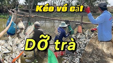 Mùa nước rút. Dỡ trà và kéo vó cất trúng mánh cá linh non trên 300kg 