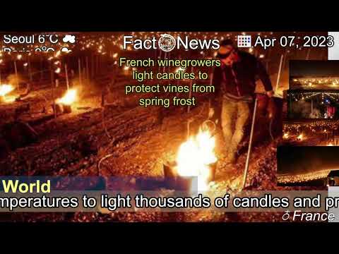 [Latest]French winegrowers light candles to protect vines from spring frost