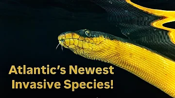 Venomous Sea Snakes Taking Over The Atlantic!