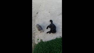 Котенок британец нападает на большого кота Котенок британец нападает на большого кота