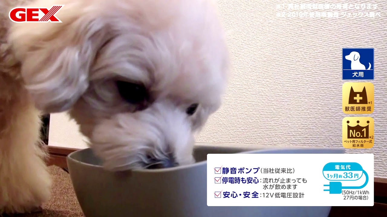 こわがりなワンちゃんもフィルター式給水器デビュー ピュアクリスタルプチ Youtube こわがりなワンちゃんもフィルター式給水器デビュー ピュアクリスタルプチ Youtube