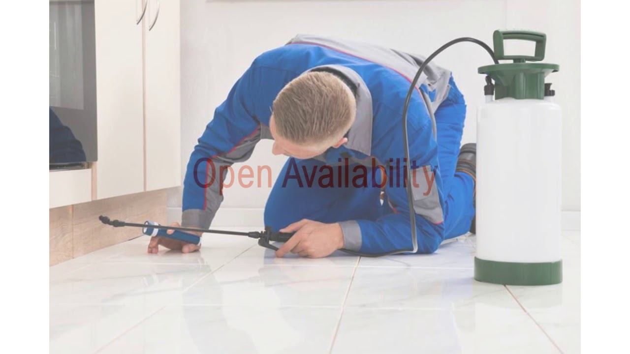 Pest Control Services Frisco - Qualities to Look for in a Pest Control Service