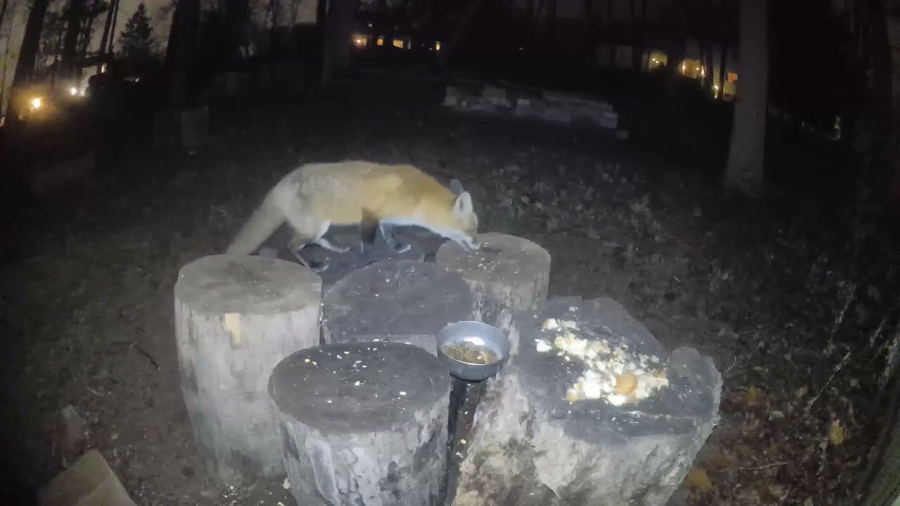Backyard Wildlife - Fox