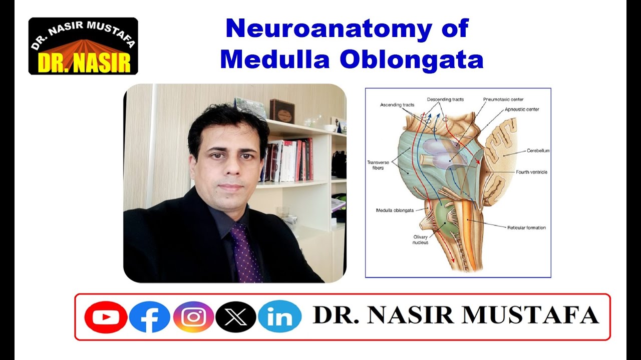 🧠 Neuroanatomy of the Medulla Oblongata - YouTube