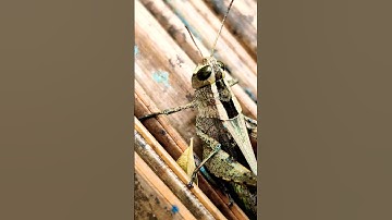 micro view of the Grasshopper Insect🧐 #shorts #insect #nature #entertainment #rare #grasshoppers