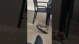 Download Lagu Brave bird-has a broken wing! 🙁 #shorts #birds #wildlife #brave MP3