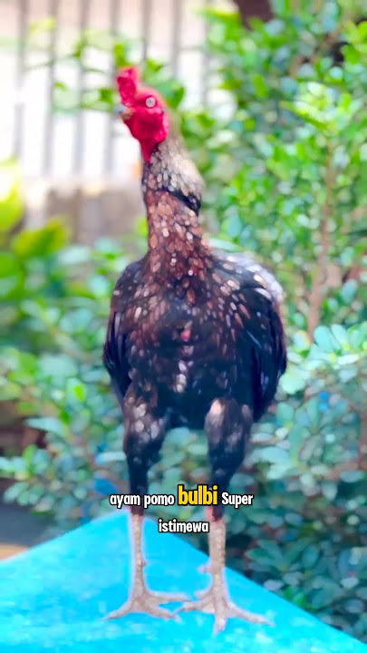 Inilah wujud sikon, ayam pama ninja yang mengg3gerkan warga desa sebelah