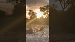 Sunrise with an Ntsevu lioness and her 3 cubs #lions #safari