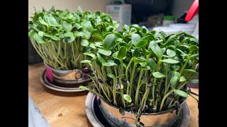 Growing Sunflower Greens