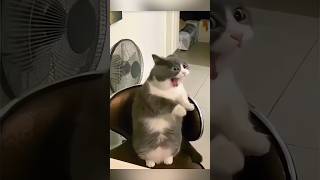 Funny Cats 😹 Episode 473 #Shorts