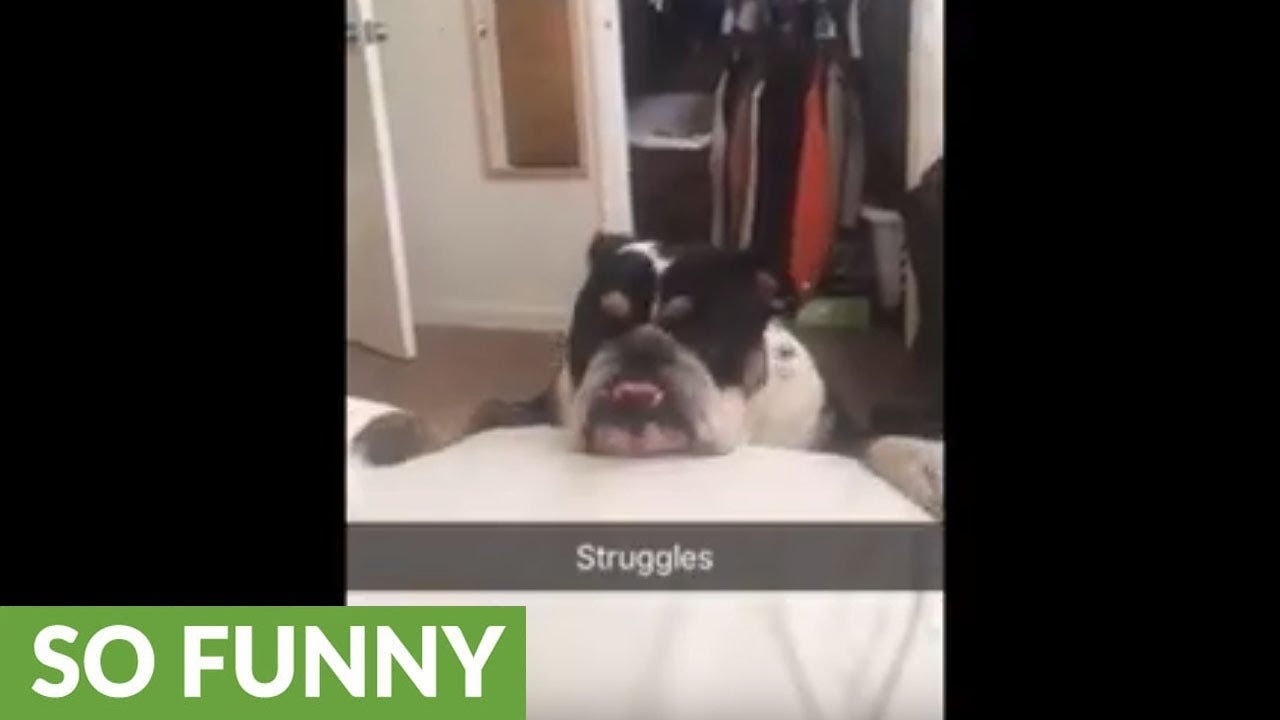Bulldog struggles to jump on the bed YouTube