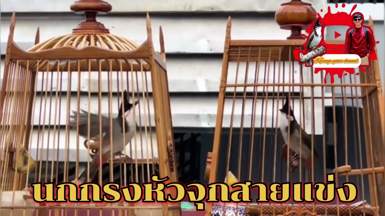 นกกรงหัวจุกสายแข่ง!! สุดจัด!!ต้องคู่นี้ ร้องอย่างมัน