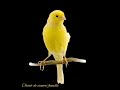 Chant canari femelle