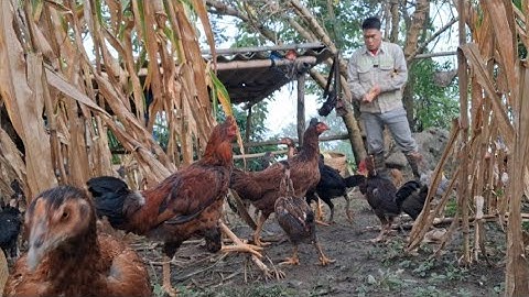 Hlau youtube / mus pub qaib qus  lom zem kaws li nawb.cho gà rừng ăn uống 