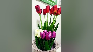 #القرآن_الكريم #راحة_نفسية #تلاوة_خاشعة #quran #flowers #المصحف #nature #القزابري