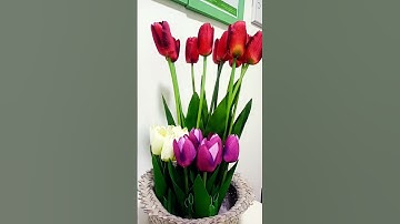 #القرآن_الكريم #راحة_نفسية #تلاوة_خاشعة #quran #flowers #المصحف #nature #القزابري