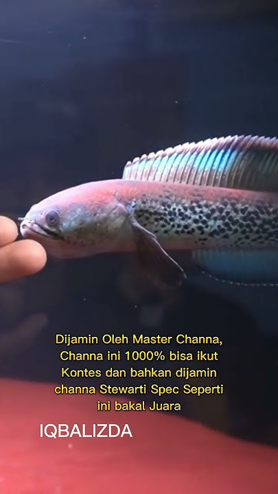 SPEC JUARA KONTES CHANNA STEWARTI DIJAMIN JUARA PUNYA IKAN BEGINI #shorts