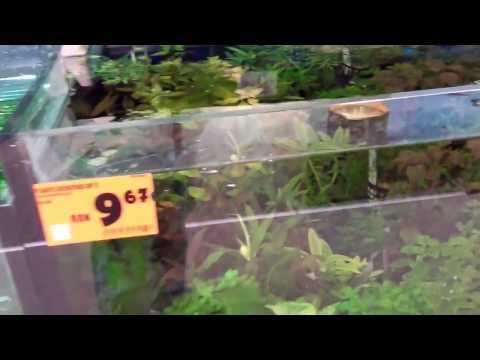 Video: Cum Să Alegeți Plante Pentru Acvariu