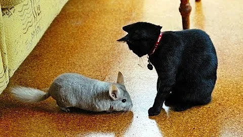 Video 539851: chinchilla vs cat