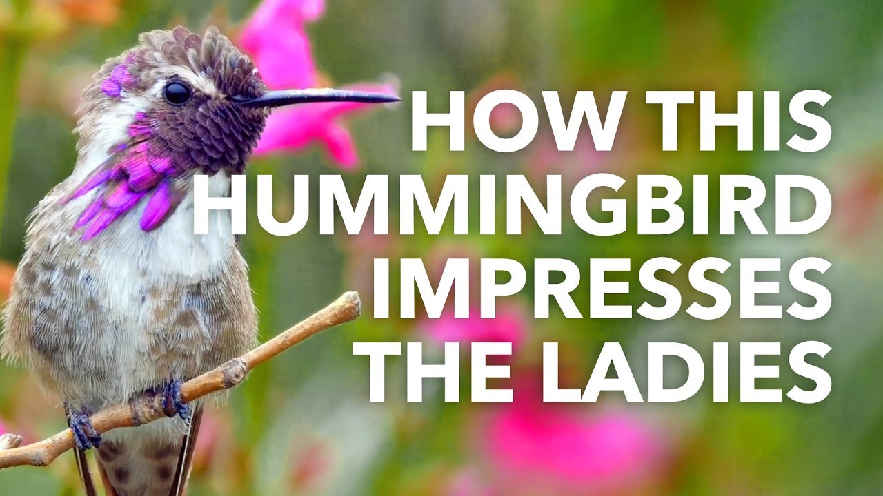 Hummingbirds Sing With Their Tail Feathers To Impress Females