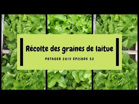 Vidéo: Comment Faire Pousser Vos Graines De Laitue