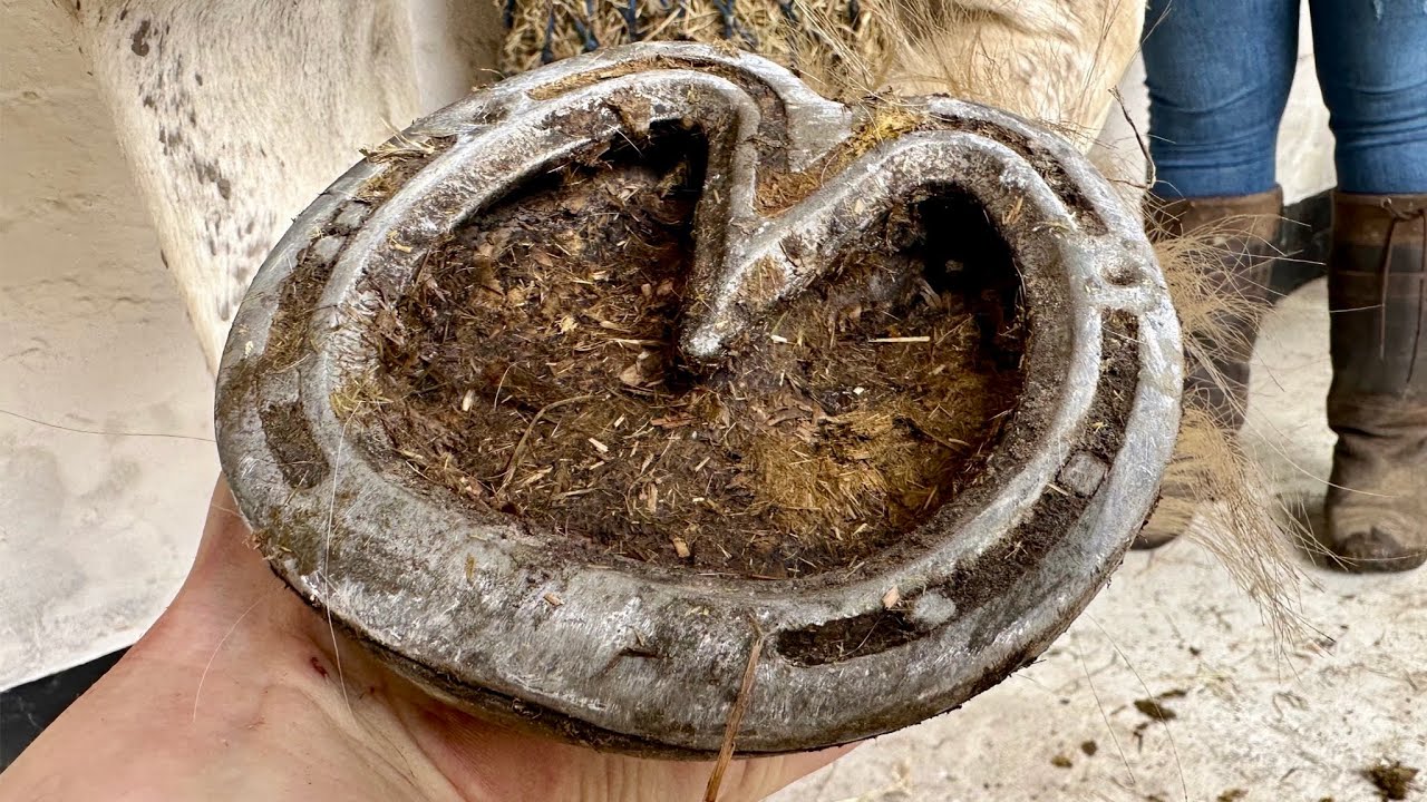 Trimming And Replacing old Worn out Horse Shoes. Satisfying