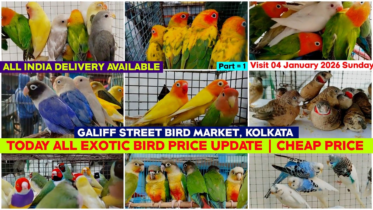 Kolkata Bird Market | Exotic Bird Price Update | Galiff Street Pet Market | 04/01/2026 |Chepset