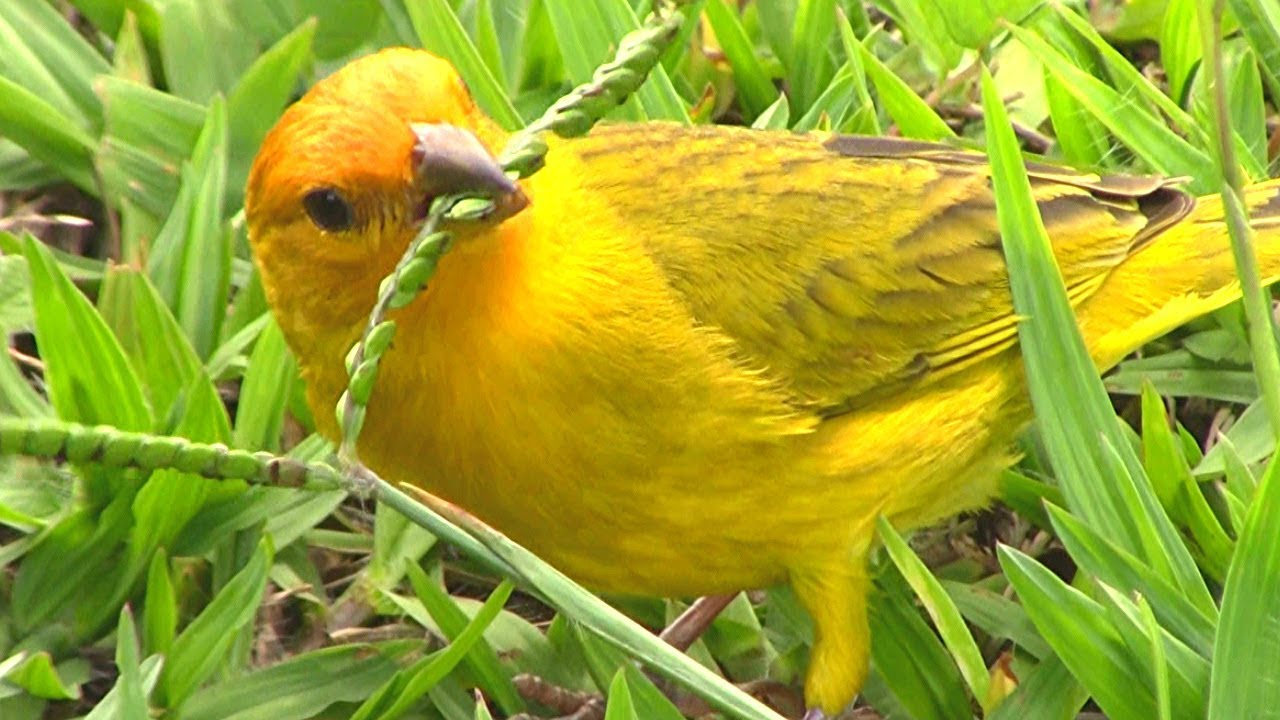 Como Saber Se O Canário Da Terra é Fêmea