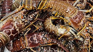 Mini lobster season in Key West FL