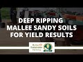 Deep ripping mallee sandy soils for yield results