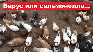 Как предварительно определить сальмонеллез у голубей или в голубятне 