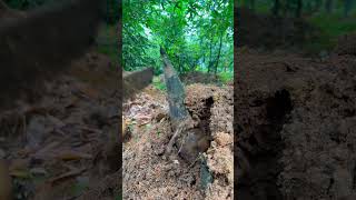 Amazing Bamboo Shoots Cutting #shortsfeed #bamboo #bamboo1 #viral #bushcraft #bambooacademy