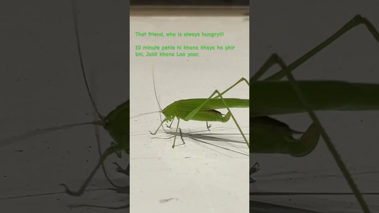 INDIA ANIMAL KINGDOM | Viral Grasshopper reel and A Hungry friend 