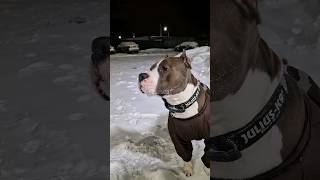 Амстафф Локи 3 года | Снег | Стаффорд | Amstaff Loki