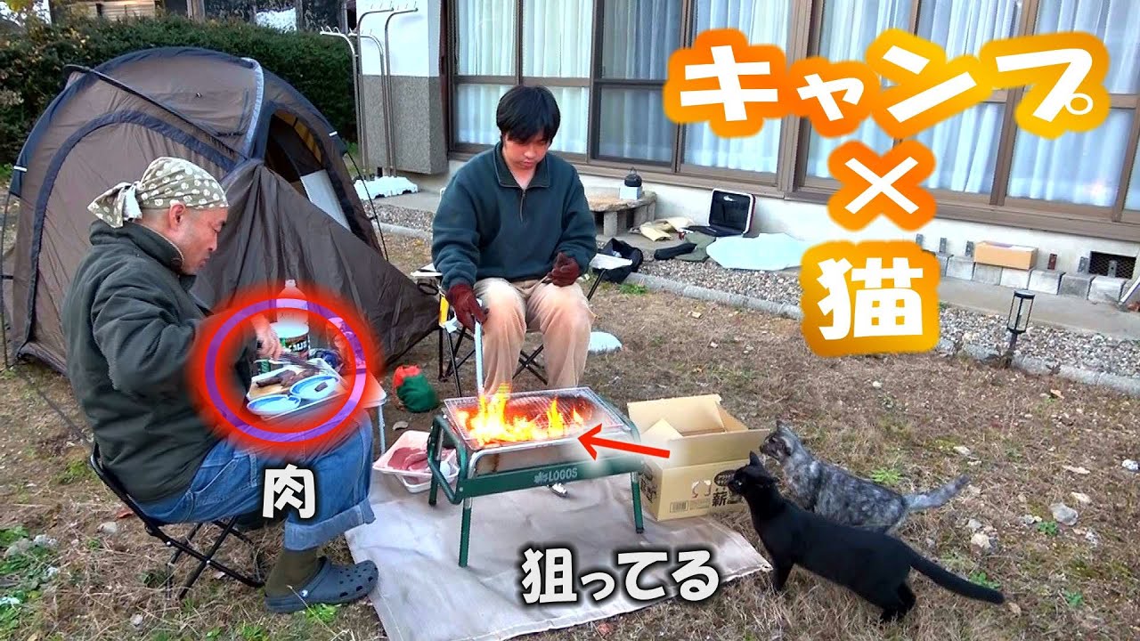 狐と狸と猫が来る家DAY33 子猫たちとキャンプを楽しみました。ハイテンションの猫たちにパニックです。