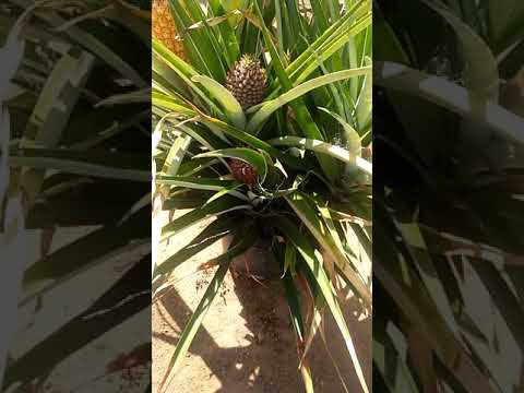 how many pineapples grow per pineapple plant youtube how many pineapples per plant