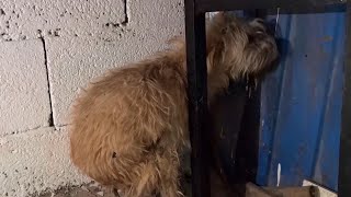 Stray Dog who Walked Upside Down was Beaten, Hid in Corner, Fearful