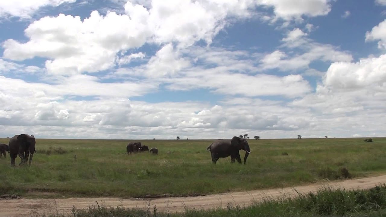 Elephant Collection YouTube